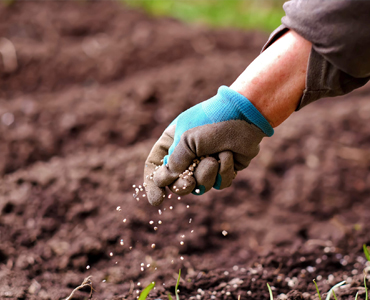 Fertilizers